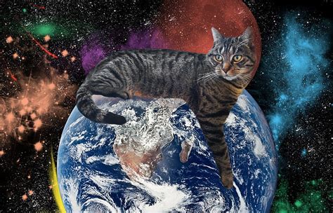 トゥルーストーリー：なぜ猫は宇宙を支配しているのか？