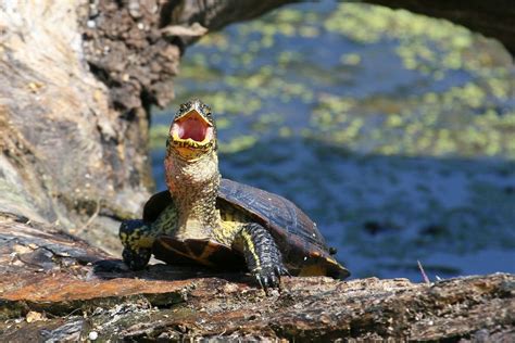  Zazu und die sprechende Schildkröte: Eine Geschichte über Freundschaft und Akzeptanz im 12. Jahrhundert Nigeria